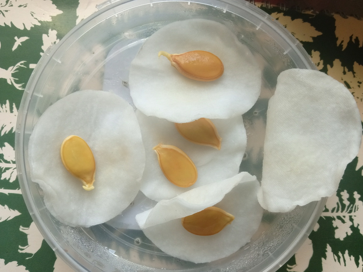 Семана тыквы