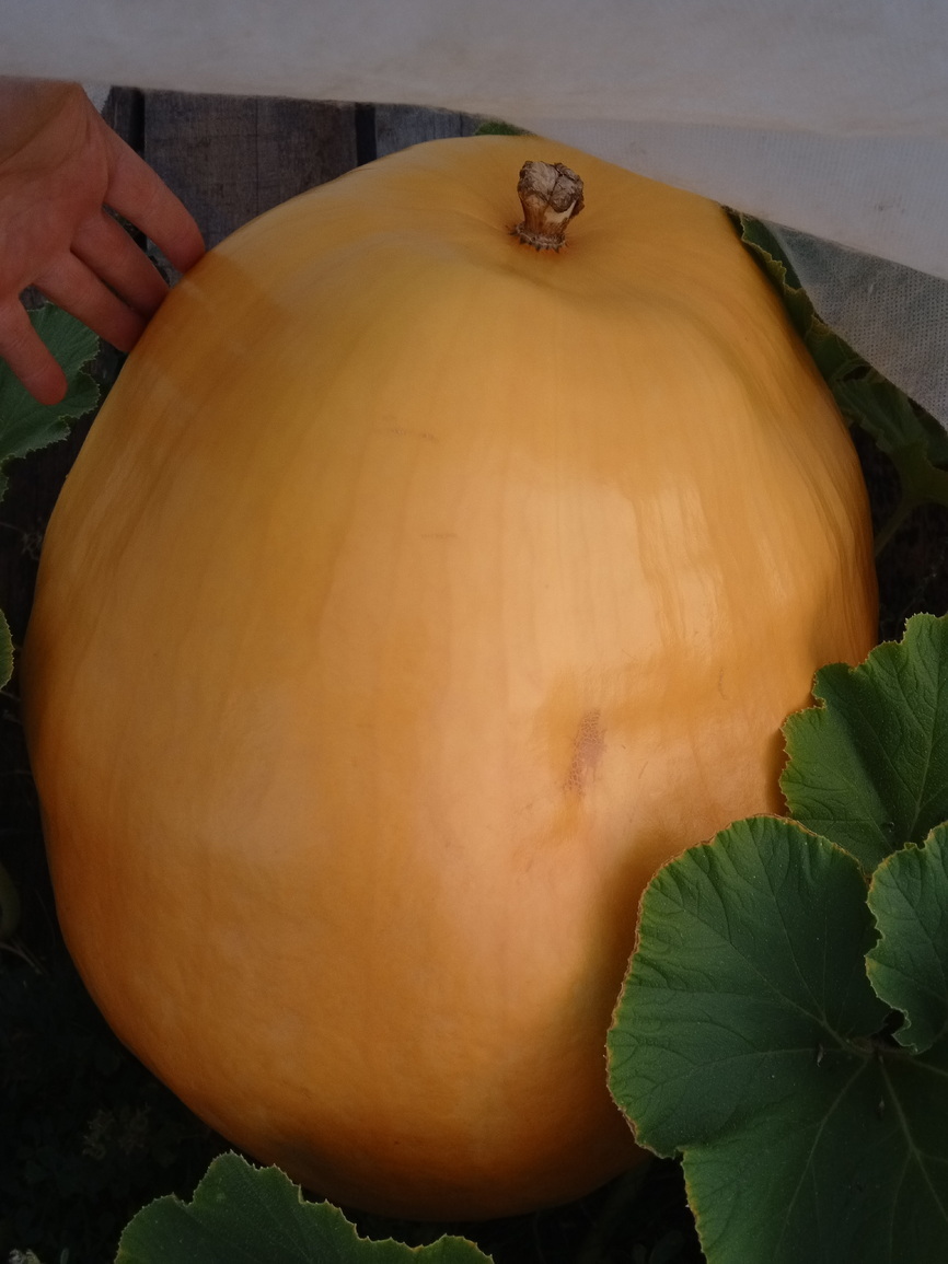 Тыквы растет