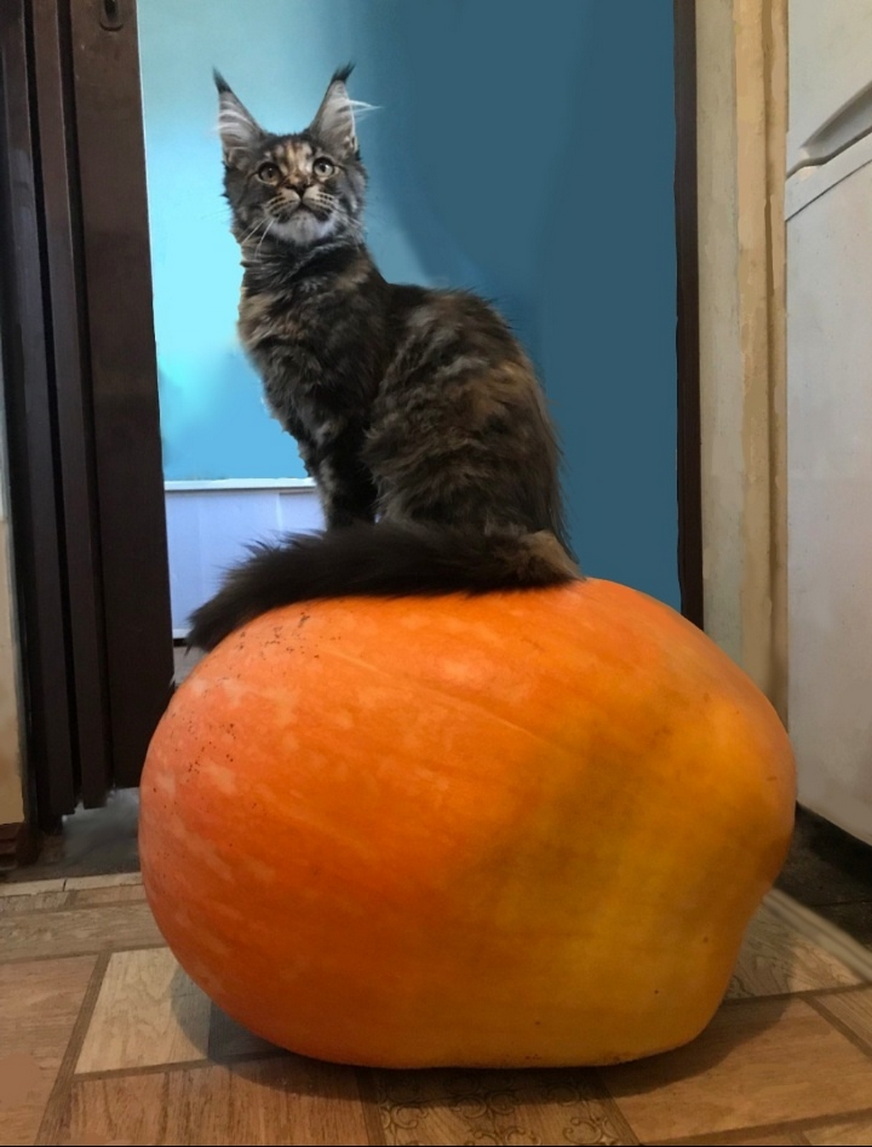 Тыква-рекордсмен из Горловки весом 33,85 кг