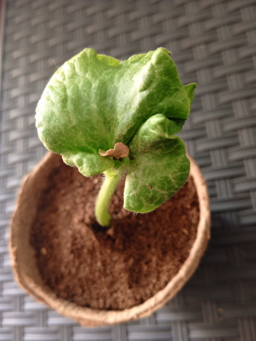 Тыквы в горшке