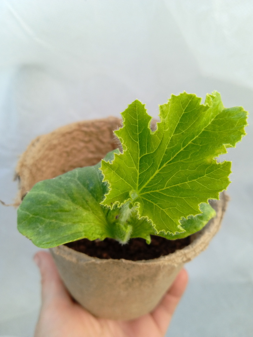 Тыквы в горшке