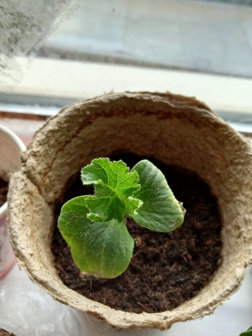 Тыквы в горшке