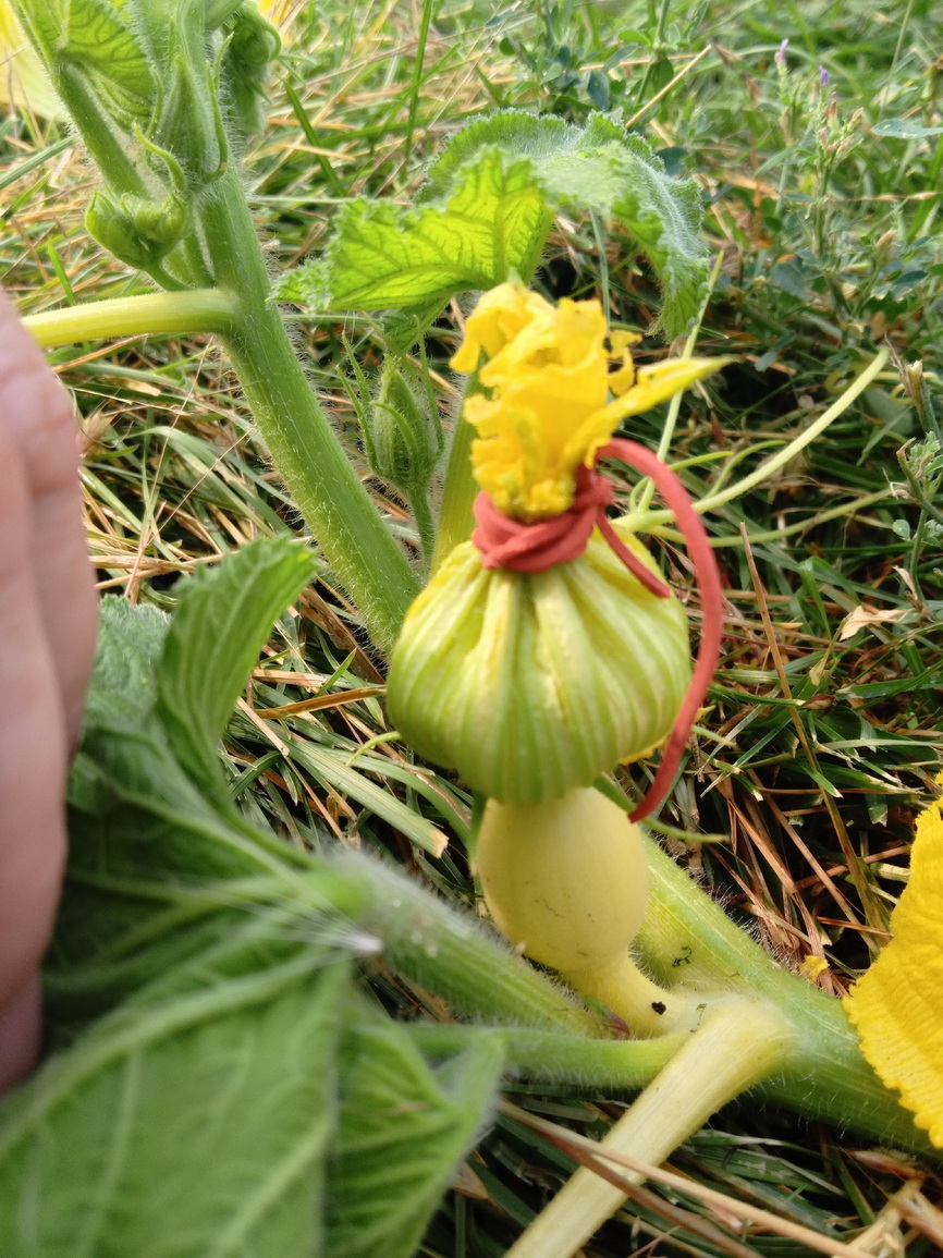 Тыква цветет