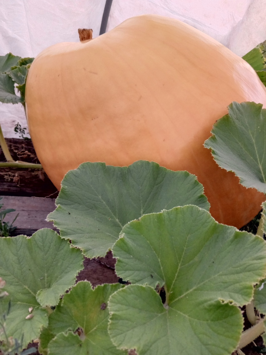 Тыква растет