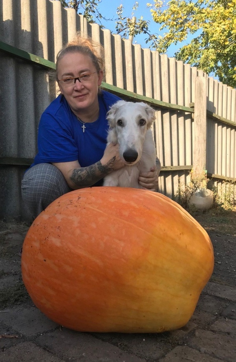 Тыква растет