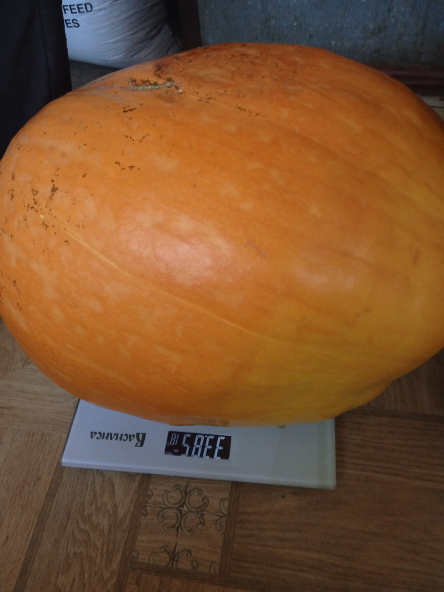 Тыква на весах