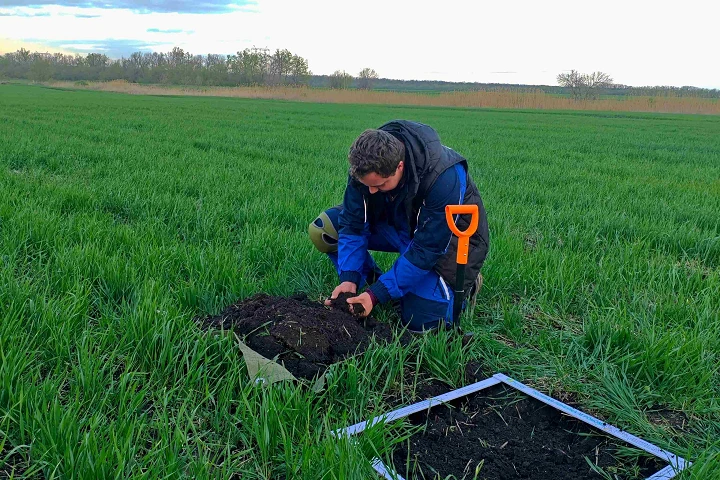 В ДНР прошли раскопки в поисках кубышек саранчовых